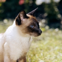 Picture of old style seal point siamese cat 