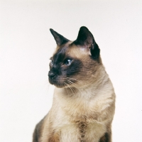 Picture of old style seal point siamese cat 