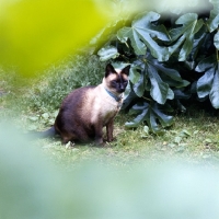 Picture of old style seal point siamese cat with leaves