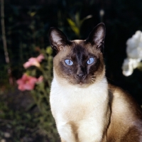 Picture of old style siamese cat, seal point 