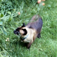 Picture of old style siamese cat, seal point 