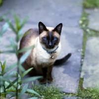 Picture of old style siamese cat, seal point 