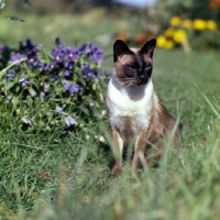 Picture of old style siamese cat, seal point 