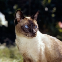 Picture of old style siamese cat, seal point 