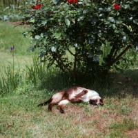 Picture of old style siamese cat, seal point resting