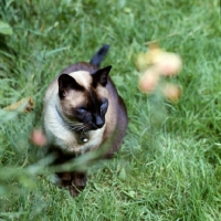 Picture of old style siamese cat, seal point 