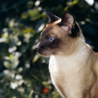 Picture of old style siamese cat, seal point 