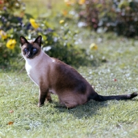 Picture of old style siamese cat with cross eyes,  seal point 