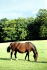 Picture of old type groningen mare, cedola, grazing