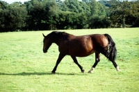 Picture of old type groningen mare, cedola, trotting across a field