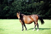 Picture of old type groningen mare, cedola, standing in a field