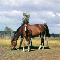 Picture of Old type Groningen mare with foal in Holland