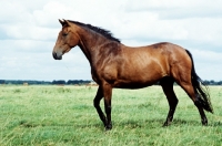 Picture of old type holstein mare in a field in germany