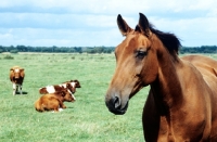 Picture of old type holstein mare in a field with cattle in germany