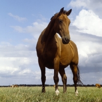 Picture of old type holstein mare, low angle view 