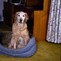 Picture of old working type golden retriever sitting in a dog bed