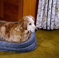 Picture of old working type golden retriever lying in dog bed