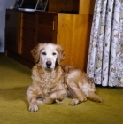 Picture of old working type golden retriever lying on a carpet