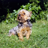 Picture of old yorkshire terrier  in pet clip