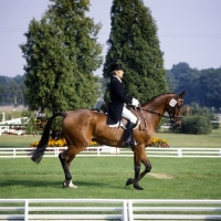 Picture of oldenburg, eventing dressage at luhmÃ¼hlen