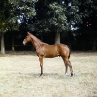 Picture of oldenburg foal