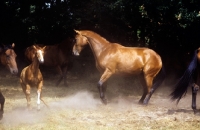 Picture of oldenburg horses and foal