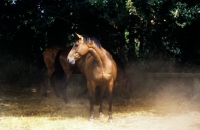 Picture of oldenburg horse