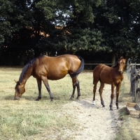 Picture of oldenburg mare and foal in germany