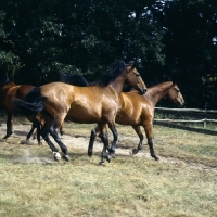 Picture of oldenburg mare and foals in a paddock