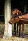 Picture of oldenburg mare stripping bark from a tree