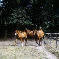 Picture of oldenburg mares and foals in a paddock