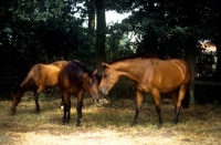 Picture of oldenburg mares in germany