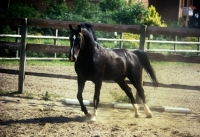 Picture of oldenburg stallion