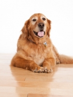 Picture of older Golden Retriever on floor