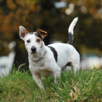 Picture of older jack russell , undocked, in grass