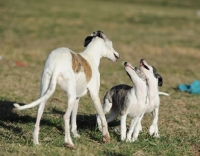 Picture of older Whippet with two smaller Whippets looking at each other