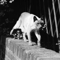 Picture of olivia manning's blue point siamese cat walking