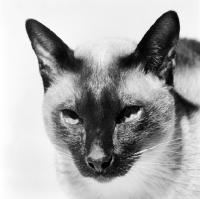 Picture of olivia manning's siamese cat