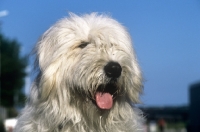 Picture of omar nortonia, south russian sheepdog, 