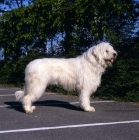Picture of omar nortonia, south russian sheepdog outside a show