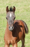 Picture of one arabian foal in green field