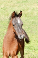 Picture of one arabian foal in green field