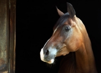 Picture of one arabian horse on black background