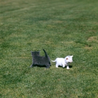 Picture of one bold blue kitten one sad white kitten crying