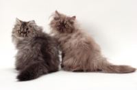 Picture of one brown tabby Persian with one chocolate smoke Persian