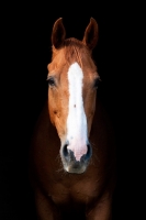 Picture of One brown thoroughbred horse on black background