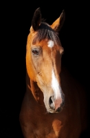 Picture of One brown thoroughbred horse on black background