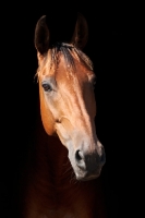 Picture of One brown thoroughbred horse on black background