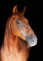 Picture of One chestnut horse on black background