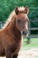 Picture of one falabella foal in green field